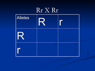 Rr X Rr r R r R Alleles
