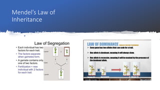 Mendel’s Law of
Inheritance