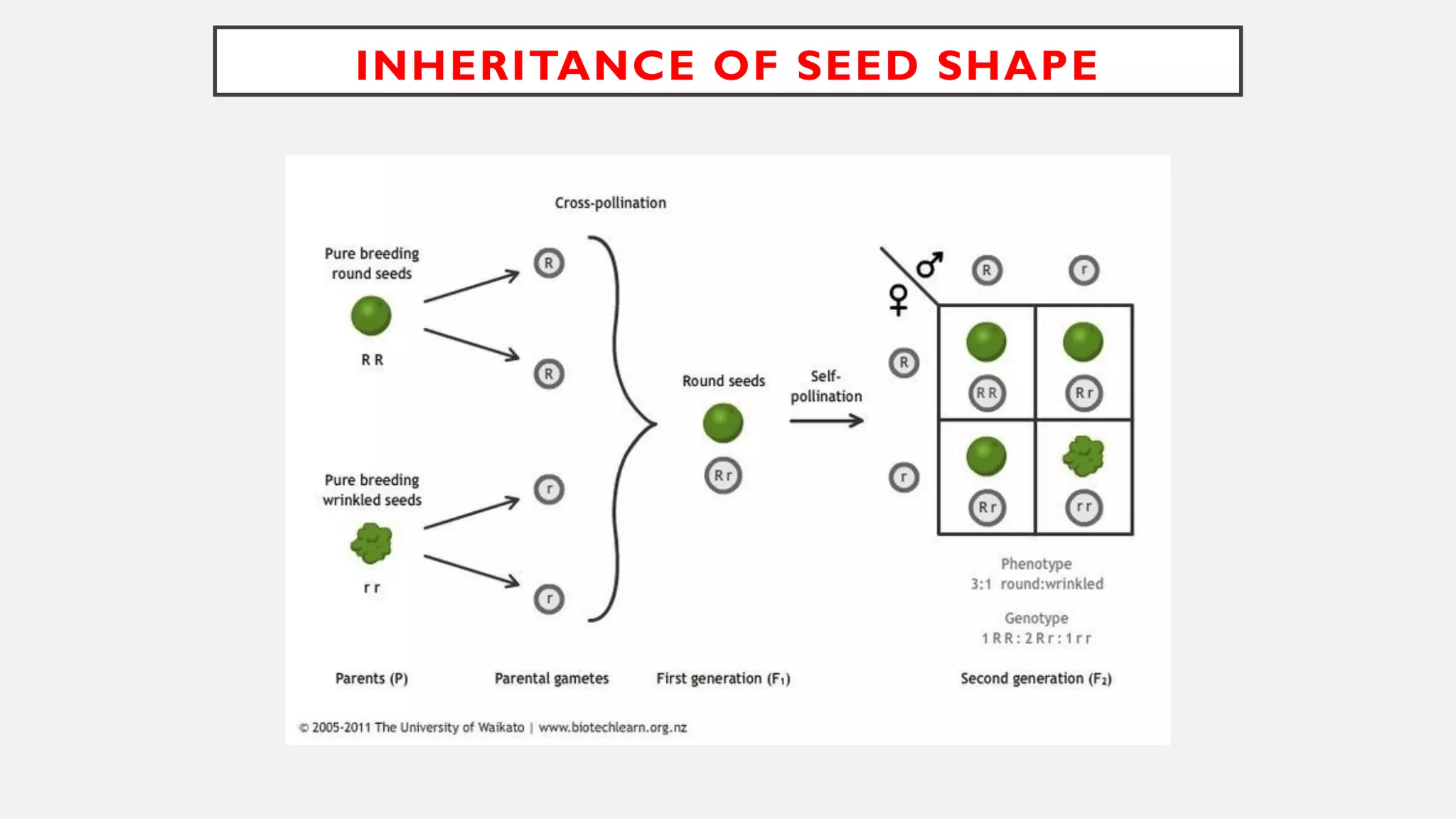 INHERITANCE OF SEED SHAPE
 