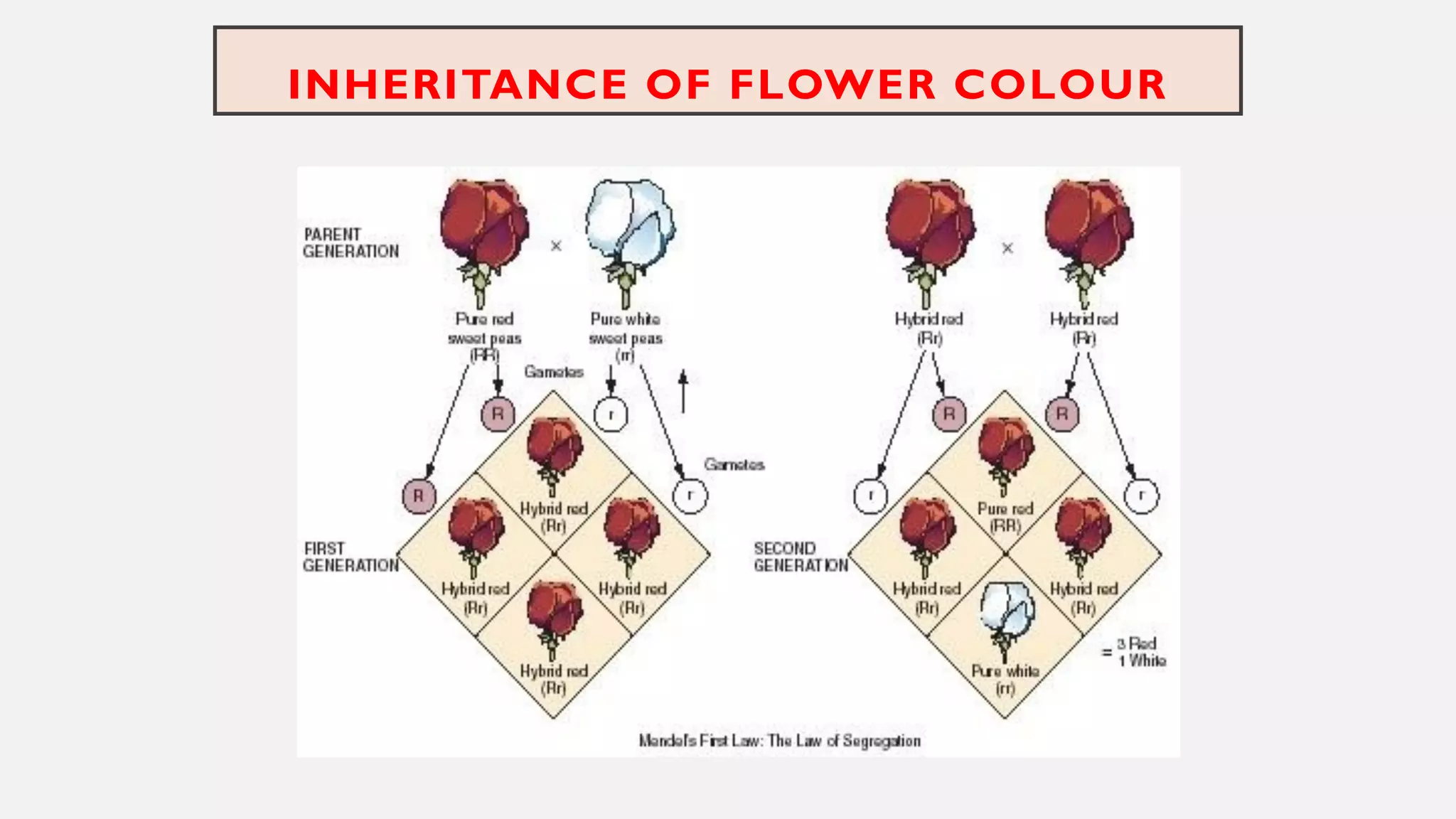 INHERITANCE OF FLOWER COLOUR
 