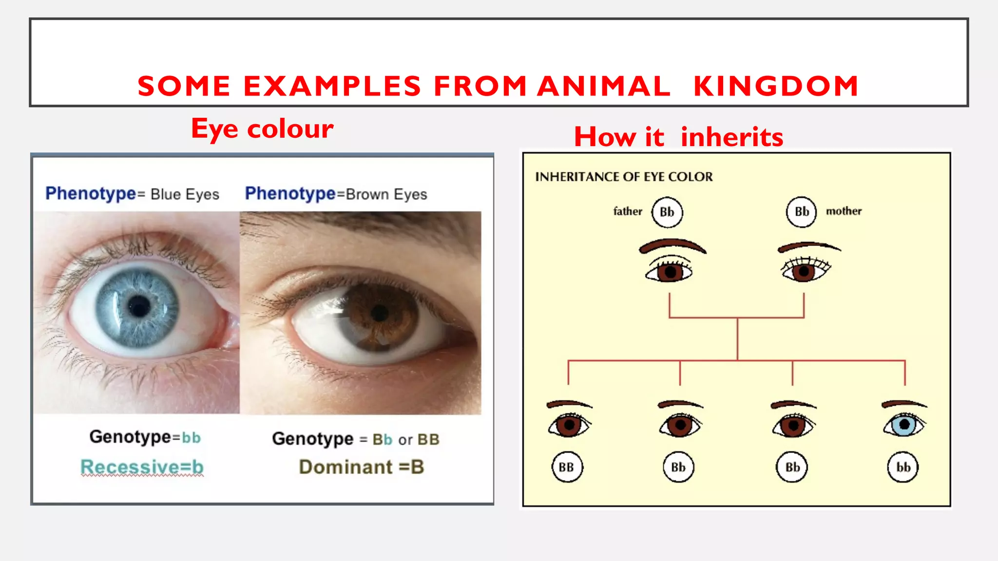 SOME EXAMPLES FROM ANIMAL KINGDOM
Eye colour How it inherits
 