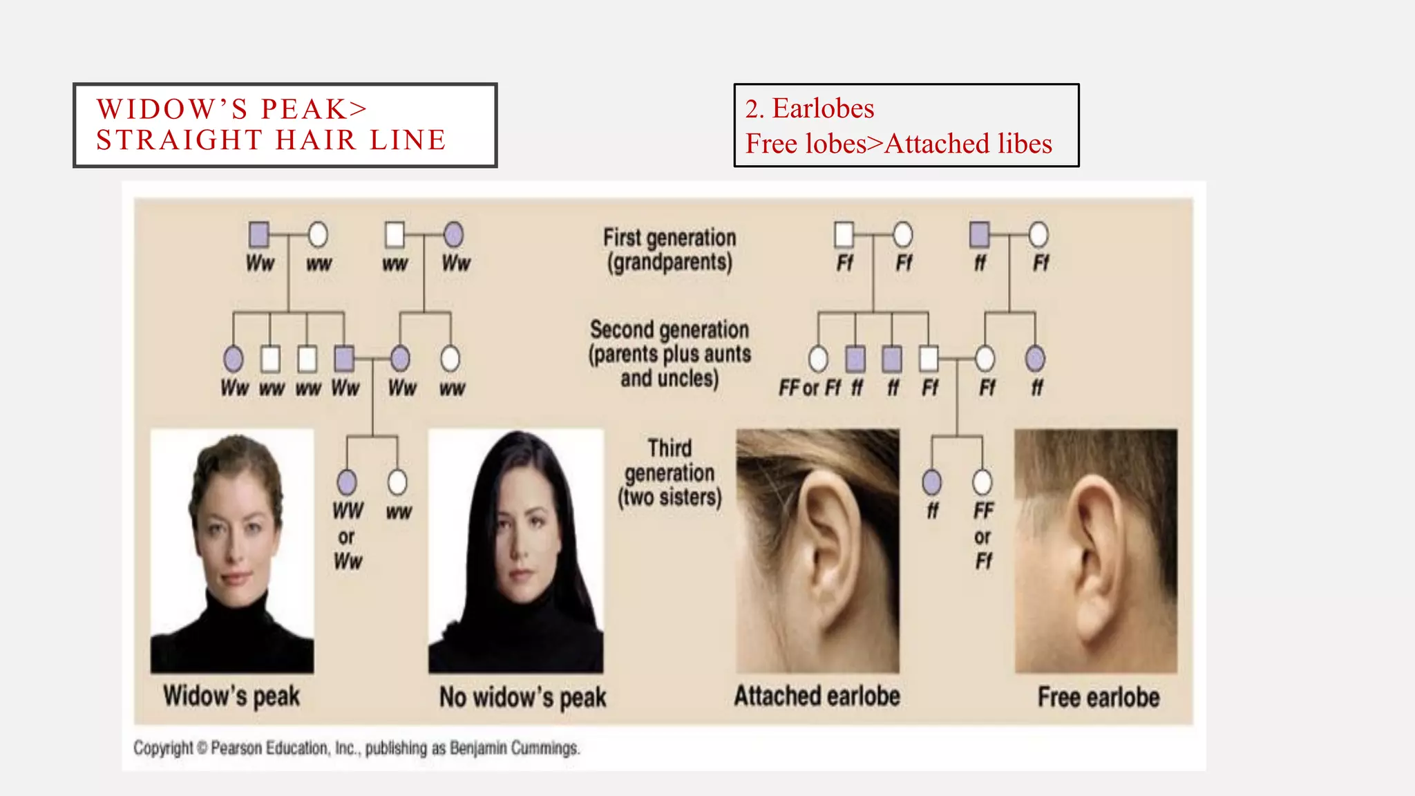 WIDOW’S PEAK>
STRAIGHT HAIR LINE
2. Earlobes
Free lobes>Attached libes
 