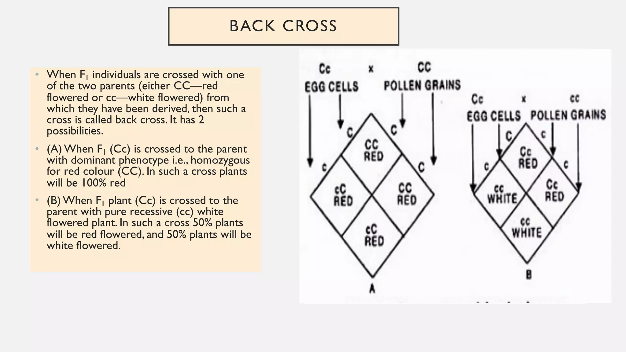 BACK CROSS
• When F1 individuals are crossed with one
of the two parents (either CC—red
flowered or cc—white flowered) from
which they have been derived, then such a
cross is called back cross. It has 2
possibilities.
• (A) When F1 (Cc) is crossed to the parent
with dominant phenotype i.e., homozygous
for red colour (CC). In such a cross plants
will be 100% red
• (B) When F1 plant (Cc) is crossed to the
parent with pure recessive (cc) white
flowered plant. In such a cross 50% plants
will be red flowered, and 50% plants will be
white flowered.
 