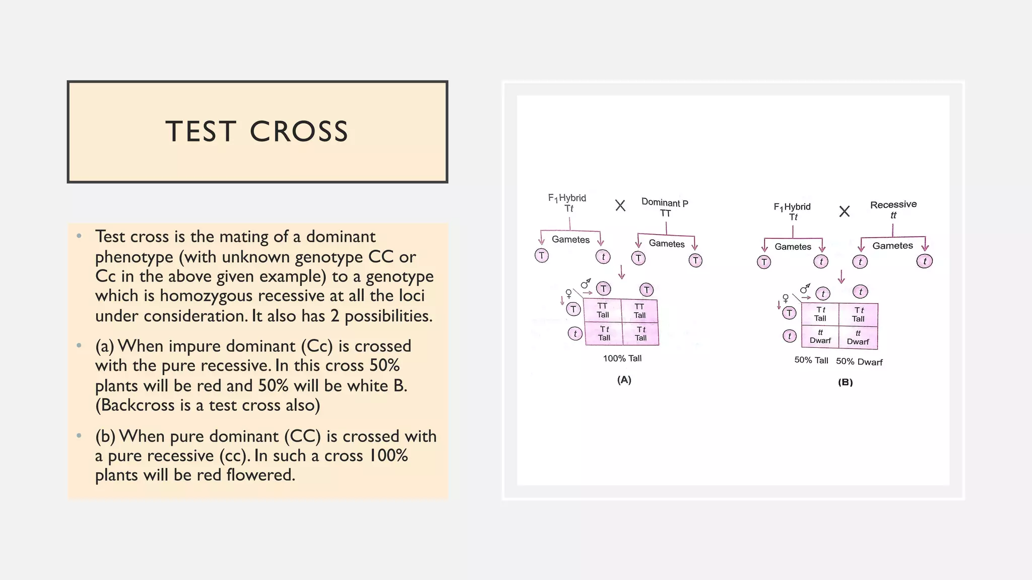 TEST CROSS
• Test cross is the mating of a dominant
phenotype (with unknown genotype CC or
Cc in the above given example) to a genotype
which is homozygous recessive at all the loci
under consideration. It also has 2 possibilities.
• (a) When impure dominant (Cc) is crossed
with the pure recessive. In this cross 50%
plants will be red and 50% will be white B.
(Backcross is a test cross also)
• (b) When pure dominant (CC) is crossed with
a pure recessive (cc). In such a cross 100%
plants will be red flowered.
 