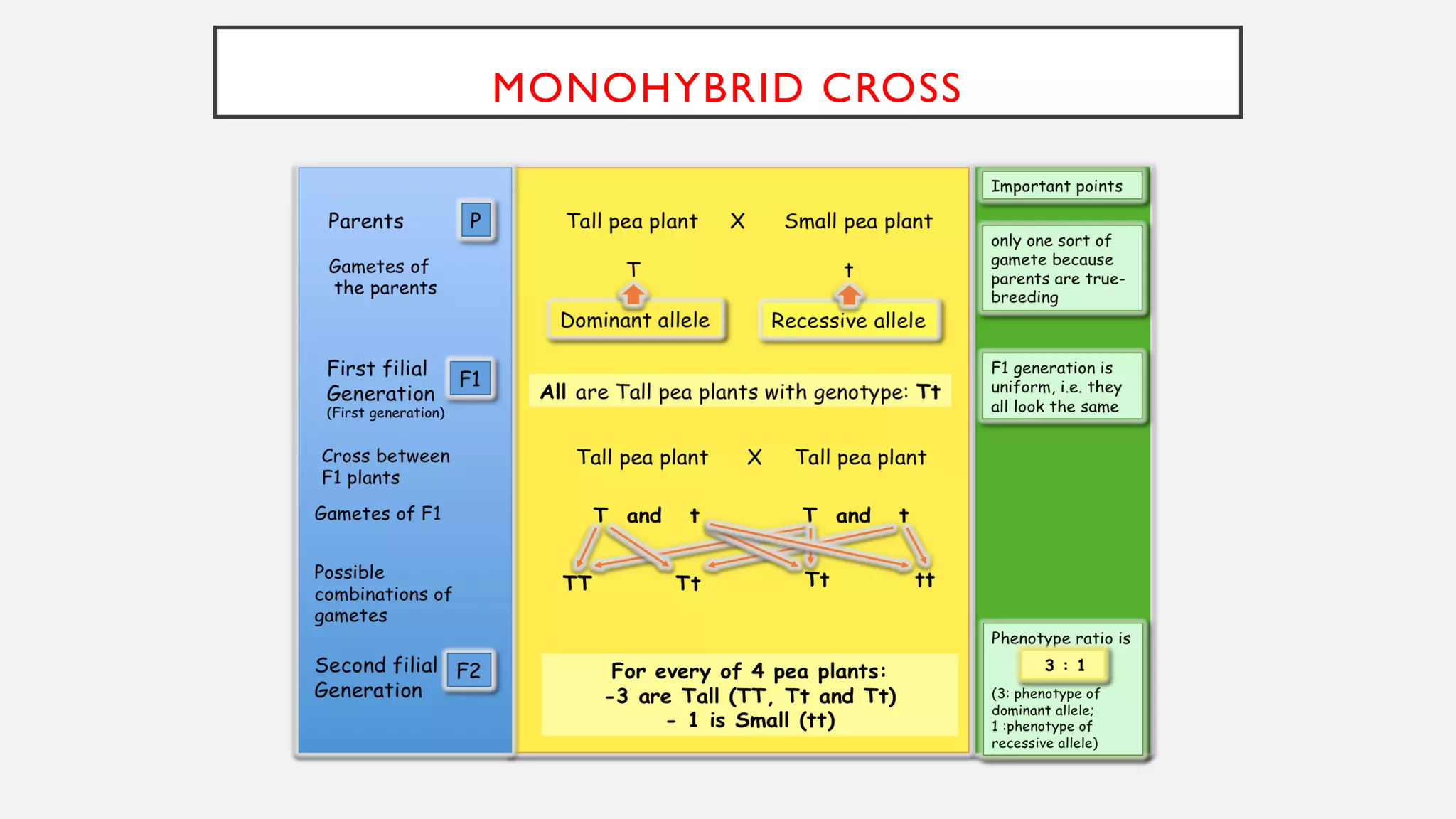 MONOHYBRID CROSS
 