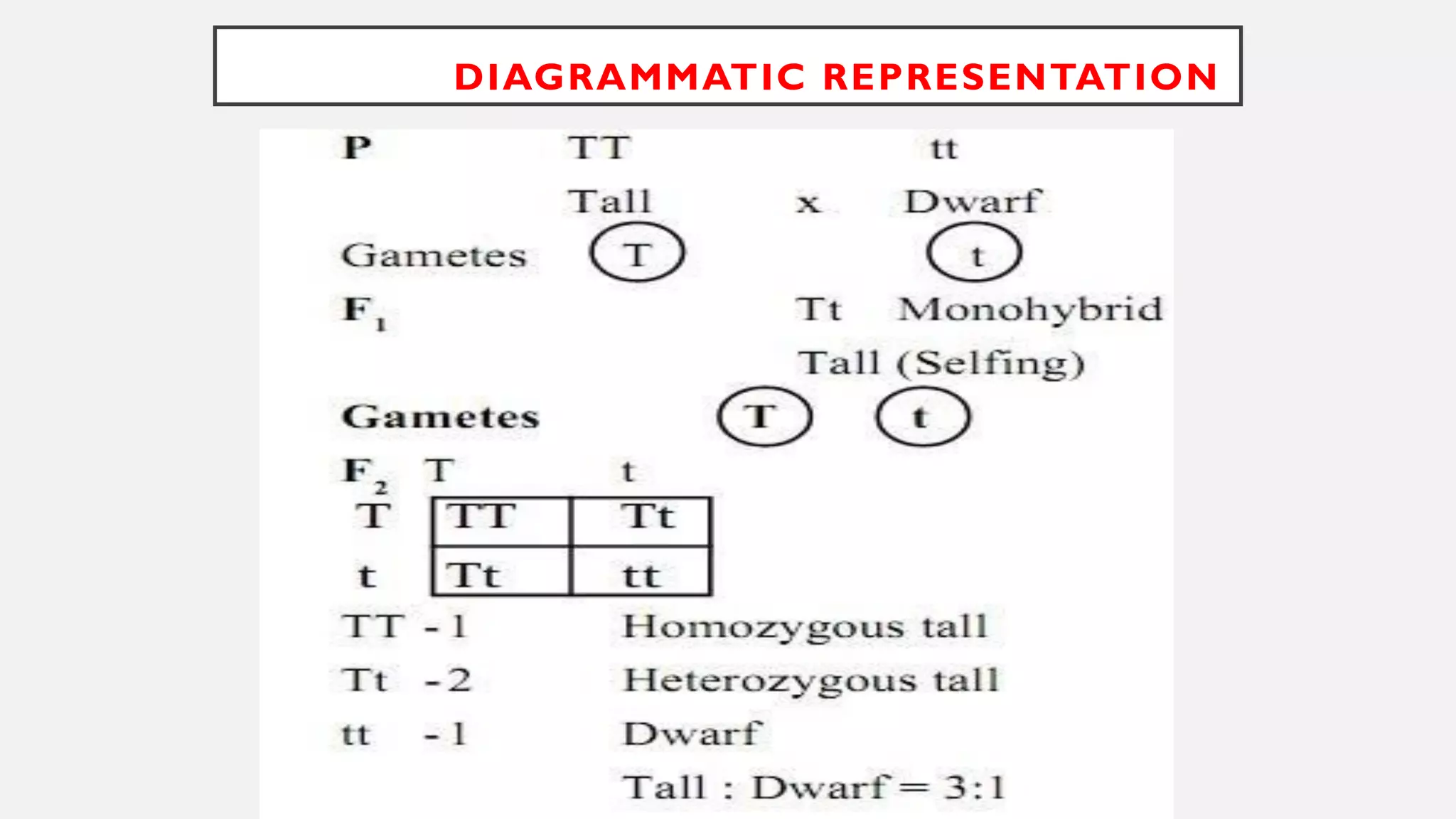 DIAGRAMMATIC REPRESENTATION
 