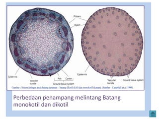 Perbedaan penampang melintang Batang
monokotil dan dikotil
 