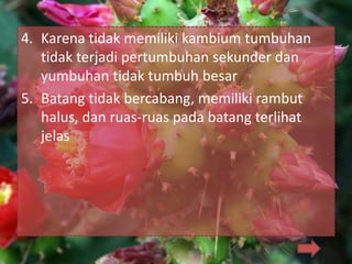 4. Karena tidak memiliki kambium tumbuhan
tidak terjadi pertumbuhan sekunder dan
yumbuhan tidak tumbuh besar
5. Batang tidak bercabang, memiliki rambut
halus, dan ruas-ruas pada batang terlihat
jelas
 