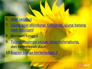 6. Akar serabut
7. Ujung akar dilindungi Koleorize, ujung batang
oleh Koleoptil
8. Berdaun tunggal
9. Tulang daunnya sejajar atau melengkung,
dan berpelepah daun
10.Bagian bunga berkelipatan 3
 