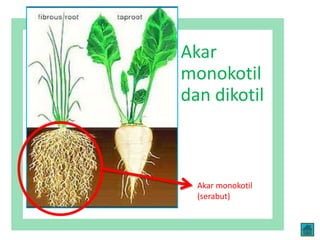 Akar
monokotil
dan dikotil
Akar monokotil
(serabut)
 