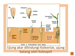 Ujung akar dilindungi Koleorize, ujung
batang oleh Koleoptil
Akar yang
dilindungi
koleorize
 