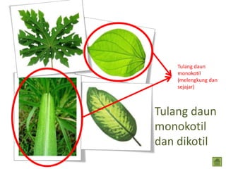 Tulang daun
monokotil
dan dikotil
Tulang daun
monokotil
(melengkung dan
sejajar)
 