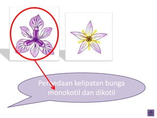Perbedaan kelipatan bunga
monokotil dan dikotil
 