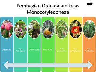 Pembagian Ordo dalam kelas
Monocotyledoneae
Ordo Liliales
Ordo
Asparagales
Ordo Arecales Ordo Poales
Ordo
Zingiberales
Ordo
Caryophylalles
Ordo
Pandanales
 