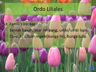 Ordo Liliales
• Famili Liliaceae
Semak basah, akar rimpang, umbi/umbi lapis
Contoh: Lilium regale(bunga lili), Bunga tulip
 