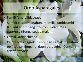 Ordo Asparagales
• Famili Amaryllidaceaea
Semak basah menahun, memiliki umbi/umbi
lapis/akar rimpang. Contoh : Polianthes
tuberosa (Bunga sedap malam)
• Famili Orcidacheaea
Kelompok anggrek, tumbuhan semak menahun,
epifit, akar rimpang, daun berdaging. Contoh :
Vanda tricolor
 