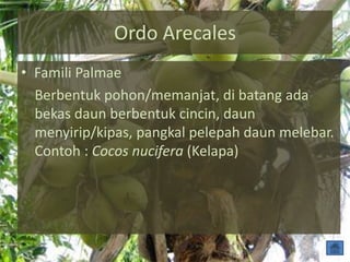 Ordo Arecales
• Famili Palmae
Berbentuk pohon/memanjat, di batang ada
bekas daun berbentuk cincin, daun
menyirip/kipas, pangkal pelepah daun melebar.
Contoh : Cocos nucifera (Kelapa)
 