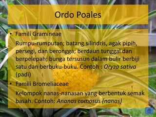 Ordo Poales
• Famili Gramineae
Rumpu-rumputan; batang silindris, agak pipih,
persegi, dan berongga; berdaun tunggal dan
berpelepah; bunga tersusun dalam bulir berbiji
satu dan berbuku-buku. Contoh : Oryza sativa
(padi)
• Famili Bromeliaceae
Kelompok nanas-nanasan yang berbentuk semak
basah. Contoh: Ananas comosus (nanas)
 