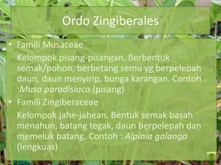 Ordo Zingiberales
• Famili Musaceae
Kelompok pisang-pisangan. Berbentuk
semak/pohon, berbetang semu yg berpelepah
daun, daun menyirip, bunga karangan. Contoh
:Musa paradisiaca (pisang)
• Famili Zingiberaceae
Kelompok jahe-jahean. Bentuk semak basah
menahun, batang tegak, daun berpelepah dan
memeluk batang. Contoh : Alpinia galanga
(lengkuas)
 