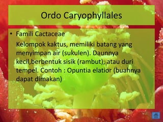 Ordo Caryophyllales
• Famili Cactaceae
Kelompok kaktus, memiliki batang yang
menyimpan air (sukulen). Daunnya
kecil,berbentuk sisik (rambut), atau duri
tempel. Contoh : Opuntia elatior (buahnya
dapat dimakan)
 