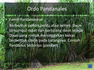 Ordo Pandanales
• Famili Pandanaceae
Berbentuk pohon,perdu atau semak. Daun
terkumpul rapat dan bertulang daun sejajar
Daun yang rontok meninggalkan bekas
berbentuk cincin pada batangnya. Contoh :
Pandanus tectorius (pandan)
 