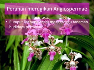 Peranan merugikan Angiospermae
• Rumput liar yang dapat mengganggu tanaman
budidaya pertanian
 