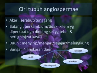 Ciri tubuh angiospermae
• Akar : serabut/tunggang
• Batang : berkambium/tidak, xilem yg
diperkuat dgn dinding sel yg tebal &
berlignin(zat kayu)
• Daun : menyirip/menjari/sejajar/melengkung
• Bunga : 4 lingkaran daun kelopak
mahkota
Benang sari
putik
 