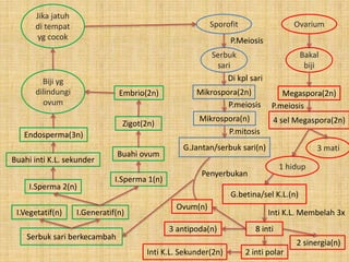 OvariumSporofit
Serbuk
sari
P.Meiosis
Mikrospora(2n)
Di kpl sari
Mikrospora(n)
G.Jantan/serbuk sari(n)
P.meiosis
P.mitosis
Bakal
biji
Megaspora(2n)
4 sel Megaspora(2n)
P.meiosis
3 mati
1 hidup
G.betina/sel K.L.(n)
8 inti
Inti K.L. Membelah 3x
2 inti polar
2 sinergia(n)
3 antipoda(n)
Inti K.L. Sekunder(2n)
Ovum(n)
Penyerbukan
Serbuk sari berkecambah
I.Vegetatif(n) I.Generatif(n)
I.Sperma 1(n)
I.Sperma 2(n)
Zigot(2n)
Buahi ovum
Embrio(2n)
Buahi inti K.L. sekunder
Endosperma(3n)
Biji yg
dilindungi
ovum
Jika jatuh
di tempat
yg cocok
 