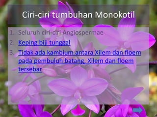 Ciri-ciri tumbuhan Monokotil
1. Seluruh ciri-ciri Angiospermae
2. Keping biji tunggal
3. Tidak ada kambium antara Xilem dan floem
pada pembuluh batang, Xilem dan floem
tersebar
 