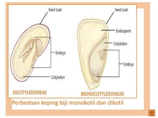 Perbedaan keping biji monokotil dan dikotil
 