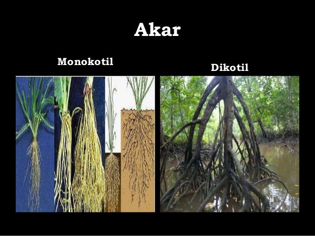 Monokotil dan Dikotil
