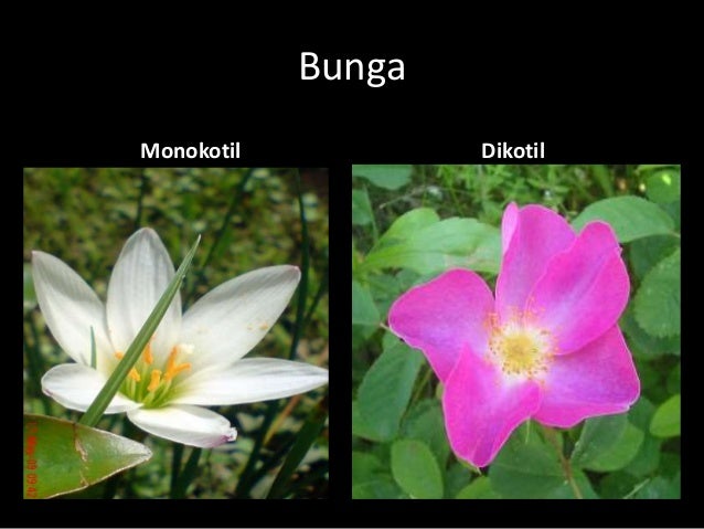 Simak Gambar Bunga  Tumbuhan Dikotil  Dan Monokotil yang 