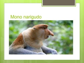 Mono narigudo 
 