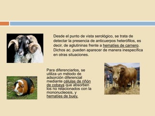 Desde el punto de vista serológico, se trata de
detectar la presencia de anticuerpos heterófilos, es
decir, de aglutininas frente a hematíes de carnero.
Dichos ac. pueden aparecer de manera inespecífica
en otras situaciones.
Para diferenciarlos, se
utiliza un método de
adsorción diferencial
mediante células de riñón
de cobaya que absorben
los no relacionados con la
mononucleosis, y
hematíes de buey.
 