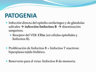 PATOGENIA
 Infección directa del epitelio orofaríngeo y de glándulas
salivales  infección linfocitos B  diseminación
sanguínea.
 Receptor del VEB: CD21 (en células epiteliales y
linfocitos B).
 Proliferación de linfocitos B + linfocitos T reactivos:
hiperplasia tejido linfático.
 Reservorio para el virus: linfocitos B de memoria.
 