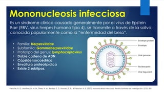 Mononucleosis infecciosa
Es un síndrome clínico causado generalmente por el virus de Epstein
Barr (EBV, virus herpes humano tipo 4), se transmite a través de la saliva;
conocida popularmente como la “enfermedad del beso”.
Peniche, N. G., Martínez, M. M. M., Pérez, N. M., Berdejo, S. D., Navarro, E. Á., & Palacian, N. S. (2021). Mononucleosis infecciosa. Revista Sanitaria de Investigación, 2(10), 285
• Familia: Herpesviridae
• Subfamilia: Gammaherpesviridae
• Prototipo del genus: Lymphocriptovirus
• Doble cadena de ADN
• Cápside Isocaédrica
• Envoltura proteolipídica
• Existe 2 subtipos.
 