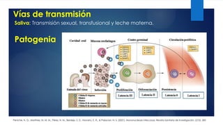 Vías de transmisión
Saliva; Transmisión sexual, transfusional y leche materna.
Peniche, N. G., Martínez, M. M. M., Pérez, N. M., Berdejo, S. D., Navarro, E. Á., & Palacian, N. S. (2021). Mononucleosis infecciosa. Revista Sanitaria de Investigación, 2(10), 285
Patogenia
 