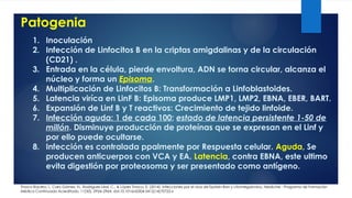 Patogenia
1. Inoculación
2. Infección de Linfocitos B en la criptas amigdalinas y de la circulación
(CD21) .
3. Entrada en la célula, pierde envoltura, ADN se torna circular, alcanza el
núcleo y forma un Episoma.
4. Multiplicación de Linfocitos B: Transformación a Linfoblastoides.
5. Latencia viríca en LinF B: Episoma produce LMP1, LMP2, EBNA, EBER, BART.
6. Expansión de Linf B y T reactivos: Crecimiento de tejido linfoide.
7. Infección aguda: 1 de cada 100; estado de latencia persistente 1-50 de
millón. Disminuye producción de proteínas que se expresan en el Linf y
por ello puede ocultarse.
8. Infección es contralada ppalmente por Respuesta celular. Aguda, Se
producen anticuerpos con VCA y EA. Latencia, contra EBNA, este ultimo
evita digestión por proteosoma y ser presentado como antígeno.
Tinoco Racero, I., Caro Gómez, N., Rodríguez Leal, C., & López Tinoco, E. (2014). Infecciones por el virus de Epstein-Barr y citomegalovirus. Medicine - Programa de Formación
Médica Continuada Acreditado, 11(50), 2954–2964. doi:10.1016/s0304-5412(14)70722-x
 