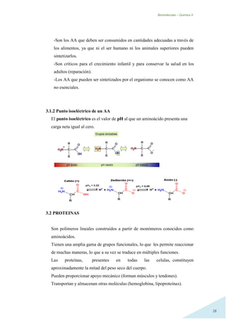 Biomoléculas – Quimica II.
28
-Son los AA que deben ser consumidos en cantidades adecuadas a través de
los alimentos, ya que ni el ser humano ni los animales superiores pueden
sintetizarlos.
-Son críticos para el crecimiento infantil y para conservar la salud en los
adultos (reparación).
-Los AA que pueden ser sintetizados por el organismo se conocen como AA
no esenciales.
3.1.2 Punto isoeléctrico de un AA
El punto isoeléctrico es el valor de pH al que un aminoácido presenta una
carga neta igual al cero.
3.2 PROTEINAS
Son polímeros lineales construidos a partir de monómeros conocidos como
aminoácidos.
Tienen una amplia gama de grupos funcionales, lo que les permite reaccionar
de muchas maneras, lo que a su vez se traduce en múltiples funciones.
Las proteínas, presentes en todas las celulas, constituyen
aproximadamente la mitad del peso seco del cuerpo.
Pueden proporcionar apoyo mecánico (forman músculos y tendones).
Transportan y almacenan otras moléculas (hemoglobina, lipoproteínas).
 