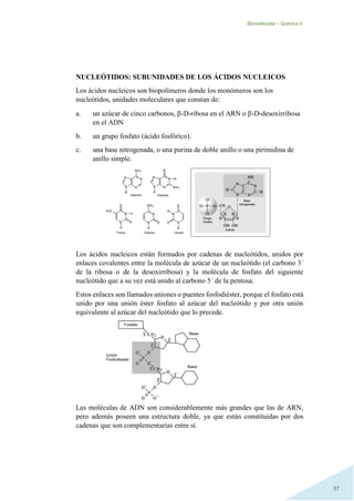 Biomoléculas – Quimica II.
37
NUCLEÓTIDOS: SUBUNIDADES DE LOS ÁCIDOS NUCLEICOS
Los ácidos nucleicos son biopolímeros donde los monómeros son los
nucleótidos, unidades moleculares que constan de:
a. un azúcar de cinco carbonos, -D-ribosa en el ARN o -D-desoxirribosa
en el ADN
b. un grupo fosfato (ácido fosfórico).
c. una base nitrogenada, o una purina de doble anillo o una pirimidina de
anillo simple.
Los ácidos nucleicos están formados por cadenas de nucleótidos, unidos por
enlaces covalentes entre la molécula de azúcar de un nucleótido (el carbono 3´
de la ribosa o de la desoxirribosa) y la molécula de fosfato del siguiente
nucleótido que a su vez está unido al carbono 5´ de la pentosa.
Estos enlaces son llamados uniones o puentes fosfodiéster, porque el fosfato está
unido por una unión éster fosfato al azúcar del nucleótido y por otra unión
equivalente al azúcar del nucleótido que lo precede.
Las moléculas de ADN son considerablemente más grandes que las de ARN,
pero además poseen una estructura doble, ya que están constituidas por dos
cadenas que son complementarias entre sí.
 