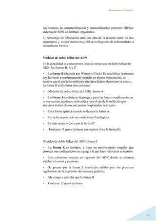 Biomoléculas – Quimica II.
43
Las técnicas de desnaturalización y renaturalización permiten hibridar
cadenas de ADN de distintos organismos.
El porcentaje de hibridación dará una idea de la relación entre los dos
organismos y es una técnica muy útil en la diagnosis de enfermedades o
en medicina forense.
Modelos de doble hélice del ADN
En la actualidad se conocen tres tipos de estructura en doble hélice del
ADN: las formas B, A y Z
• La forma B (descrita por Watson y Crick). Es una hélice dextrógira
con las bases complementarias situadas en planos horizontales, de
manera que el eje de la molécula atraviesa dichos planos por su centro.
La forma B es la forma más corriente.
• Modelos de doble hélice del ADN: forma A
• La forma A también es dextrógira, pero las bases complementarias
se encuentran en planos inclinados y une el eje de la molécula que
atraviesa dichos planos por puntos desplazados del centro.
• Esta forma aparece cuando se deseca la forma A.
• No se ha encontrado en condiciones fisiológicas.
• Es más ancha y corta que la forma B.
• Contiene 11 pares de bases por vuelta (10 en la forma B)
Modelos de doble hélice del ADN: forma Z
• La forma Z es levógira, y tiene un enrollamiento irregular que
provoca una configuración en zigzag, a la que hace referencia su nombre.
• Esta estructura aparece en regiones del ADN donde se alternan
muchas citosinas y guaninas.
• Se piensa que la forma Z constituye señales para las proteínas
reguladoras de la expresión del mensaje genético.
• Más larga y estrecha que la forma B.
• Contiene 12 pares de bases
 