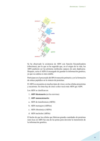 Biomoléculas – Quimica II.
45
Se ha observado la existencia de ARN con función biocatalizadora
(ribozimas), por lo que se ha sugerido que, en el origen de la vida, los
ARN pudieron ser las primeras moléculas capaces de auto duplicarse.
Después, sería el ADN el encargado de guardar la información genética,
ya que su cadena es más estable.
Participan en el procesado del RNA transcrito primario y en la formación
de enlace peptídico en la síntesis de proteínas.
El ARN se encuentra en muchos tipos de virus y en las células procariotas
y eucariotas. En éstas hay de cinco a diez veces más ARN que ADN.
Los ARN se clasifican en:
1. ARN bicatenario (en los reovirus)
2. ARN monocatenario:
a. ARN de transferencia (ARNt)
b. ARN mensajero (ARNm)
c. ARN ribosómico (ARNr)
d. ARN nucleolar (ARNn)
El hecho de que las células que fabrican grandes cantidades de proteínas
sean ricas en ARN fue una de las pistas para desvelar la transmisión de
la información genética.
 