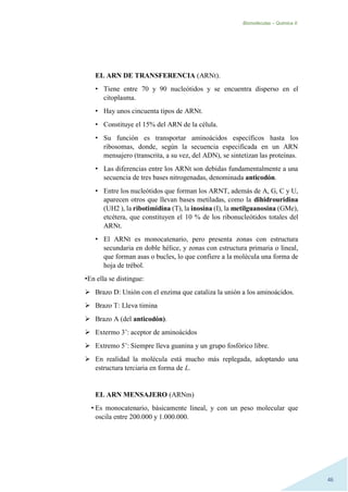 Biomoléculas – Quimica II.
46
EL ARN DE TRANSFERENCIA (ARNt).
• Tiene entre 70 y 90 nucleótidos y se encuentra disperso en el
citoplasma.
• Hay unos cincuenta tipos de ARNt.
• Constituye el 15% del ARN de la célula.
• Su función es transportar aminoácidos específicos hasta los
ribosomas, donde, según la secuencia especificada en un ARN
mensajero (transcrita, a su vez, del ADN), se sintetizan las proteínas.
• Las diferencias entre los ARNt son debidas fundamentalmente a una
secuencia de tres bases nitrogenadas, denominada anticodón.
• Entre los nucleótidos que forman los ARNT, además de A, G, C y U,
aparecen otros que llevan bases metiladas, como la dihidrouridina
(UH2 ), la ribotimidina (T), la inosina (I), la metilguanosina (GMe),
etcétera, que constituyen el 10 % de los ribonucleótidos totales del
ARNt.
• El ARNt es monocatenario, pero presenta zonas con estructura
secundaria en doble hélice, y zonas con estructura primaria o lineal,
que forman asas o bucles, lo que confiere a la molécula una forma de
hoja de trébol.
•En ella se distingue:
 Brazo D: Unión con el enzima que cataliza la unión a los aminoácidos.
 Brazo T: Lleva timina
 Brazo A (del anticodón).
 Extermo 3’: aceptor de aminoácidos
 Extremo 5’: Siempre lleva guanina y un grupo fosfórico libre.
 En realidad la molécula está mucho más replegada, adoptando una
estructura terciaria en forma de L.
EL ARN MENSAJERO (ARNm)
• Es monocatenario, básicamente lineal, y con un peso molecular que
oscila entre 200.000 y 1.000.000.
 