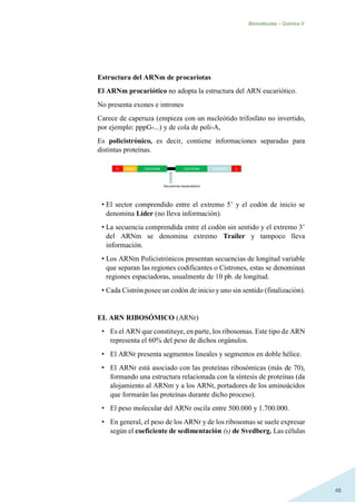 Biomoléculas – Quimica II.
48
Estructura del ARNm de procariotas
El ARNm procariótico no adopta la estructura del ARN eucariótico.
No presenta exones e intrones
Carece de caperuza (empieza con un nucleótido trifosfato no invertido,
por ejemplo: pppG-...) y de cola de poli-A,
Es policistrónico, es decir, contiene informaciones separadas para
distintas proteínas.
• El sector comprendido entre el extremo 5’ y el codón de inicio se
denomina Líder (no lleva información).
• La secuencia comprendida entre el codón sin sentido y el extremo 3’
del ARNm se denomina extremo Trailer y tampoco lleva
información.
• Los ARNm Policistrónicos presentan secuencias de longitud variable
que separan las regiones codificantes o Cistrones, estas se denominan
regiones espaciadoras, usualmente de 10 pb. de longitud.
• Cada Cistrón posee un codón de inicio y uno sin sentido (finalización).
EL ARN RIBOSÓMICO (ARNr)
• Es el ARN que constituye, en parte, los ribosomas. Este tipo de ARN
representa el 60% del peso de dichos orgánulos.
• El ARNr presenta segmentos lineales y segmentos en doble hélice.
• El ARNr está asociado con las proteínas ribosómicas (más de 70),
formando una estructura relacionada con la síntesis de proteínas (da
alojamiento al ARNm y a los ARNt, portadores de los aminoácidos
que formarán las proteínas durante dicho proceso).
• El peso molecular del ARNr oscila entre 500.000 y 1.700.000.
• En general, el peso de los ARNr y de los ribosomas se suele expresar
según el coeficiente de sedimentación (s) de Svedberg. Las células
 
