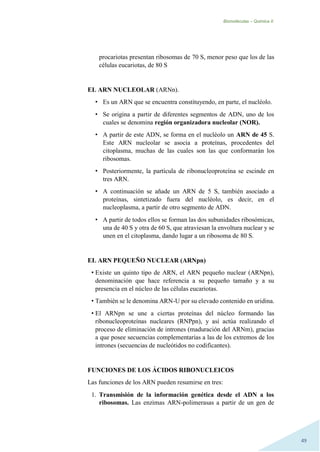 Biomoléculas – Quimica II.
49
procariotas presentan ribosomas de 70 S, menor peso que los de las
células eucariotas, de 80 S
EL ARN NUCLEOLAR (ARNn).
• Es un ARN que se encuentra constituyendo, en parte, el nucléolo.
• Se origina a partir de diferentes segmentos de ADN, uno de los
cuales se denomina región organizadora nucleolar (NOR).
• A partir de este ADN, se forma en el nucléolo un ARN de 45 S.
Este ARN nucleolar se asocia a proteínas, procedentes del
citoplasma, muchas de las cuales son las que conformarán los
ribosomas.
• Posteriormente, la partícula de ribonucleoproteína se escinde en
tres ARN.
• A continuación se añade un ARN de 5 S, también asociado a
proteínas, sintetizado fuera del nucléolo, es decir, en el
nucleoplasma, a partir de otro segmento de ADN.
• A partir de todos ellos se forman las dos subunidades ribosómicas,
una de 40 S y otra de 60 S, que atraviesan la envoltura nuclear y se
unen en el citoplasma, dando lugar a un ribosoma de 80 S.
EL ARN PEQUEÑO NUCLEAR (ARNpn)
• Existe un quinto tipo de ARN, el ARN pequeño nuclear (ARNpn),
denominación que hace referencia a su pequeño tamaño y a su
presencia en el núcleo de las células eucariotas.
• También se le denomina ARN-U por su elevado contenido en uridina.
• El ARNpn se une a ciertas proteínas del núcleo formando las
ribonucleoproteínas nucleares (RNPpn), y así actúa realizando el
proceso de eliminación de intrones (maduración del ARNm), gracias
a que posee secuencias complementarias a las de los extremos de los
intrones (secuencias de nucleótidos no codificantes).
FUNCIONES DE LOS ÁCIDOS RIBONUCLEICOS
Las funciones de los ARN pueden resumirse en tres:
1. Transmisión de la información genética desde el ADN a los
ribosomas. Las enzimas ARN-polimerasas a partir de un gen de
 