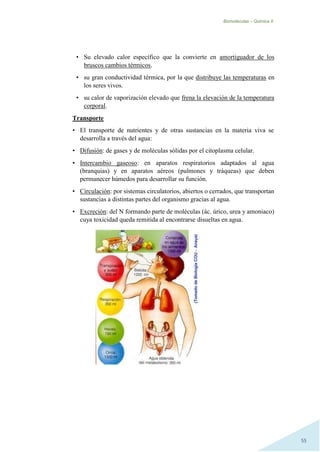 Biomoléculas – Quimica II.
55
• Su elevado calor específico que la convierte en amortiguador de los
bruscos cambios térmicos.
• su gran conductividad térmica, por la que distribuye las temperaturas en
los seres vivos.
• su calor de vaporización elevado que frena la elevación de la temperatura
corporal.
Transporte
• El transporte de nutrientes y de otras sustancias en la materia viva se
desarrolla a través del agua:
• Difusión: de gases y de moléculas sólidas por el citoplasma celular.
• Intercambio gaseoso: en aparatos respiratorios adaptados al agua
(branquias) y en aparatos aéreos (pulmones y tráqueas) que deben
permanecer húmedos para desarrollar su función.
• Circulación: por sistemas circulatorios, abiertos o cerrados, que transportan
sustancias a distintas partes del organismo gracias al agua.
• Excreción: del N formando parte de moléculas (ác. úrico, urea y amoniaco)
cuya toxicidad queda remitida al encontrarse disueltas en agua.
 
