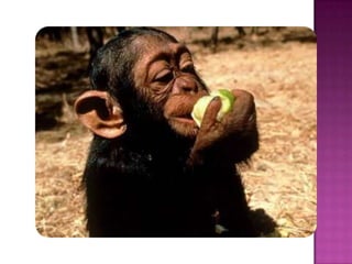 Utpl_Larysa Nosach_Computación Básica_Monos