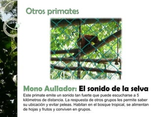 Otros primates




Mono Aullador: El sonido de la selva
Este primate emite un sonido tan fuerte que puede escucharse a 5
kilómetros de distancia. La respuesta de otros grupos les permite saber
su ubicación y evitar peleas. Habitan en el bosque tropical, se alimentan
de hojas y frutos y conviven en grupos.
 