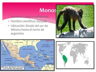 Monos
Nombre: Cotos o aulladores
Nombre científico: Alouata
Ubicación: Desde del sur de
México hasta el norte de
argentina

 