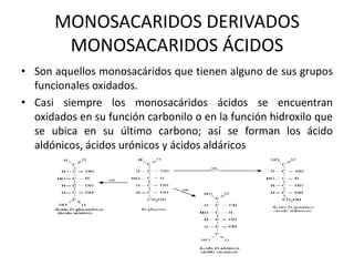 MONOSACARIDOS DERIVADOS
       MONOSACARIDOS ÁCIDOS
• Son aquellos monosacáridos que tienen alguno de sus grupos
  funcionales oxidados.
• Casi siempre los monosacáridos ácidos se encuentran
  oxidados en su función carbonilo o en la función hidroxilo que
  se ubica en su último carbono; así se forman los ácido
  aldónicos, ácidos urónicos y ácidos aldáricos
 